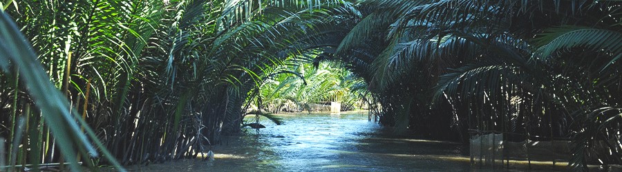 Coconut forests in Ben Tre